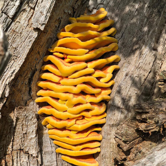 Chicken of the wood