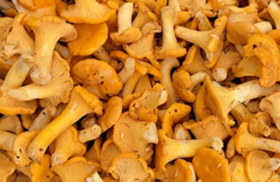 Girolles