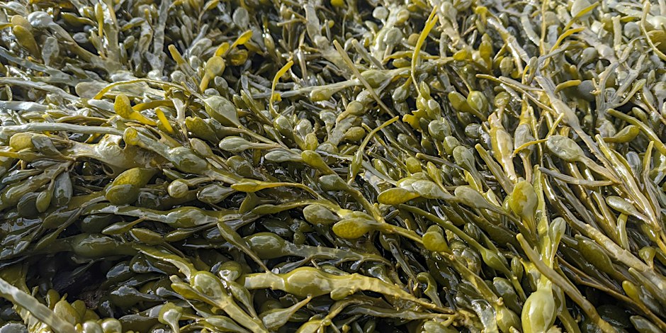 Seaweed Foraging at Portencross