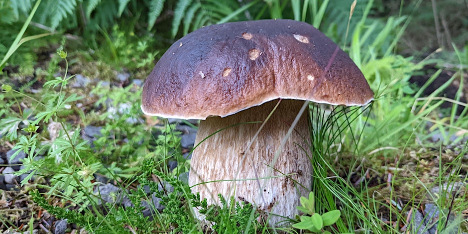 Mushroom Foraging at Mugdock Country Park