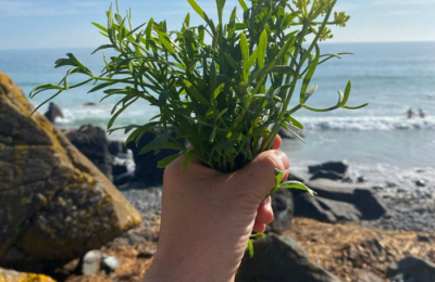 Rock Samphire