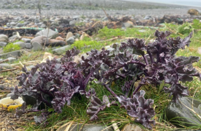 Sea Kale