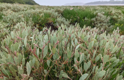 Sea Purslane