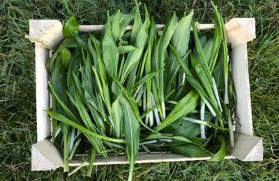 Wild Garlic