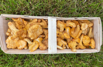 Chantarelles