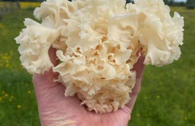 Cauliflower