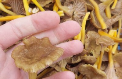 Winter chanterelles2