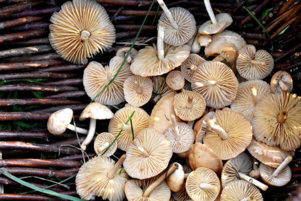 Fairy ring Mushrooms - Image 2