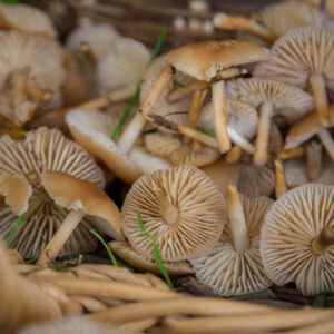 Fairy ring Mushrooms