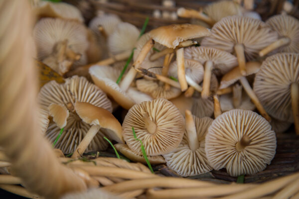 Fairy ring Mushrooms
