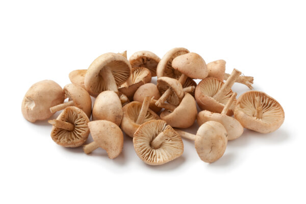 Fairy ring Mushrooms - Image 3